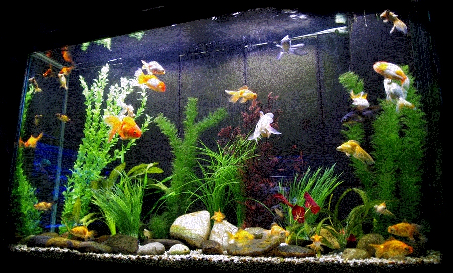 Acuario de goldfish
